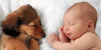 É possível manter o cachorro quando o bebê chega em casa?