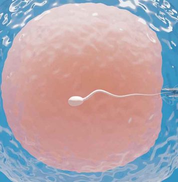 Congelamento de óvulos cresce 28% no país e evidencia mudança cultural na saúde feminina